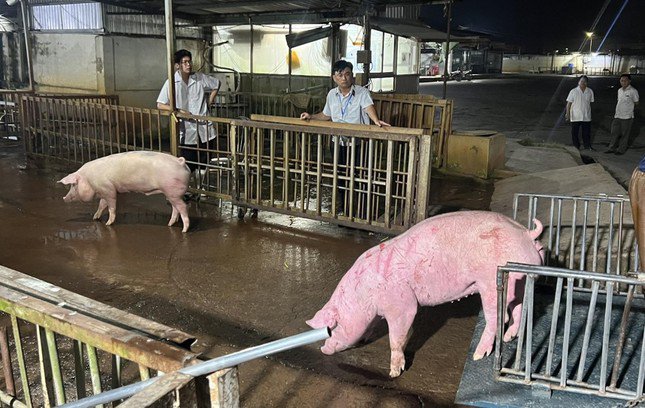 Theo Hiệp hội Chăn nuôi Đồng Nai, mỗi đêm có khoảng 6.000 - 7.000 con lợn được nhập lậu vào Việt Nam